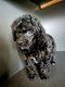Magnifique petit caniche