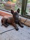 Chiots malinois