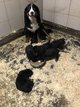 Magnifiques chiots bouviers bernois de pure race