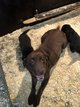 Magnifiques chiots labradors de pure race