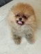 Spitz nain