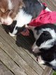 Chiot border collie