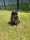 2 chiots Spitz Allemands nains typs renards