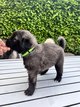 Magnifique porte Bergers dAnatolie (Kangal)