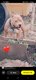 Tayson 4 ans [cherche] une famille (  donner )