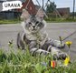 Manifique 7 Chatons Maine Coon'S