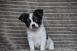 Chiots bleus et lavande pedigree FCI a long poil