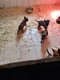 A reserve chiot berger malinoi