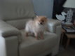 Chiots Spitz lou