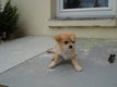 Chiots chihuahua