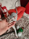 Superbe manifique sphynx  avec pdigre