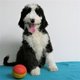Splendides Caniche Royal