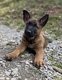Chiots bergers belges Malinois