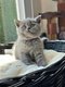 British Shorthair Bleu