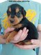 Magnifiques chiots croiss teckels