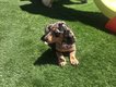 Chiots Teckel poil court