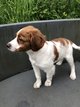 Chiot pagneul breton mle blanc et orange