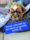 Adorables chiots shih tzu