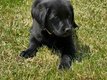 Chiot labrador