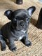 Chiot femelle bouledogue franais Dark Blue