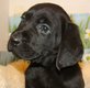 Chiot labrador noir
