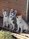 Husky
