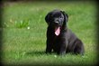 Chiots Labrador
