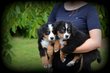 Chiots Bouvier Bernois