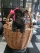 Chiot sharpei