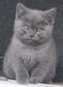Magnifique Chatons pur British