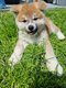 Chiot Akita Inu , pdigre St Hubert