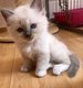 Magnifiques chatons Sacr de Birmanie full papiers