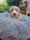 Chiot Berger Australien