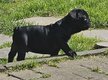 Chiots bouledogue Francais