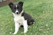 Magnifique chiots border collie