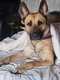 Furax malinois