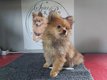 Chiots Spitz Allemands typs renards