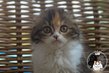 Chatons Highland fold et straight
