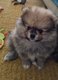 Magnifiques Chiots spitz nain