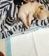 Chiot chihuahua