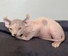 Chaton Sphynx Elf