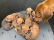 Rhodesian ridgeback