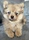 4 adorables petits spitz/ loulous de Pomranie