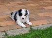 Chiots Border collie bleu merle