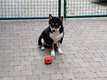 Shiba inu tricolore
