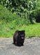 Chiot chow chow