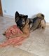 Akita Americain femelle  donner contre trs bons...