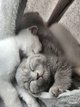 Splendide chaton british shorthair