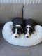 Croiss Berger Australien/Border Collie