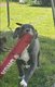 American bully